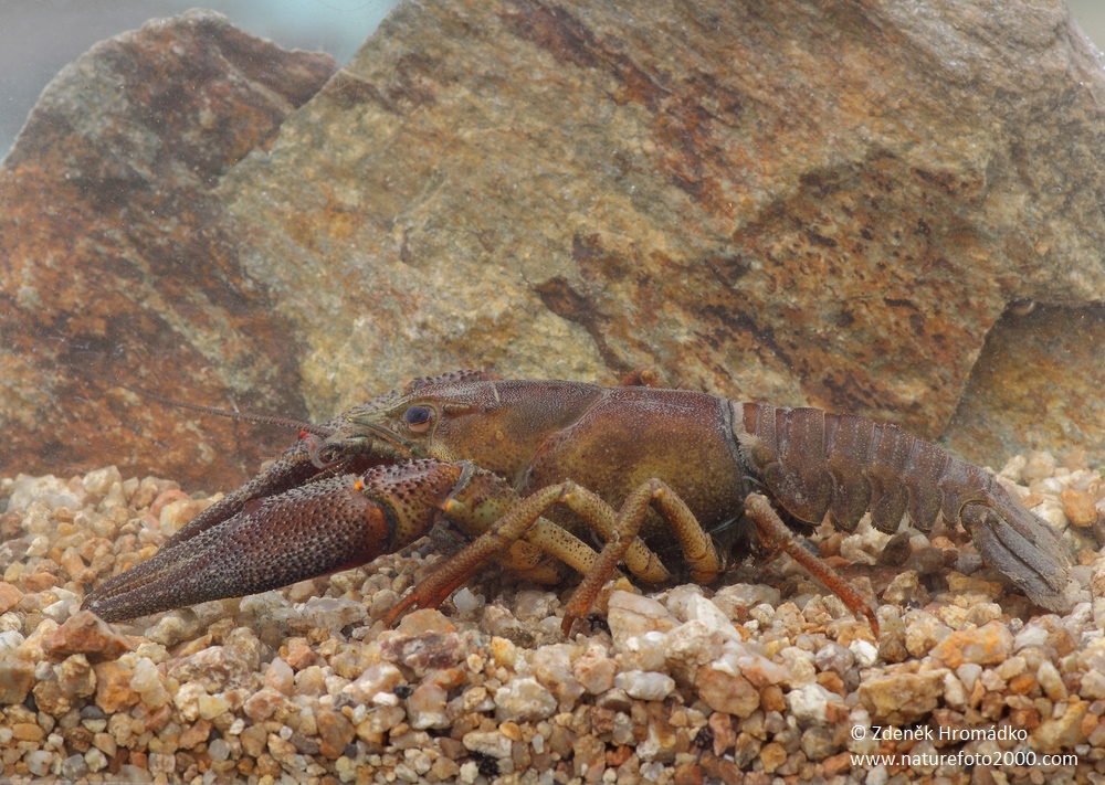 Noble Crayfish, Astacus astacus (Others, )